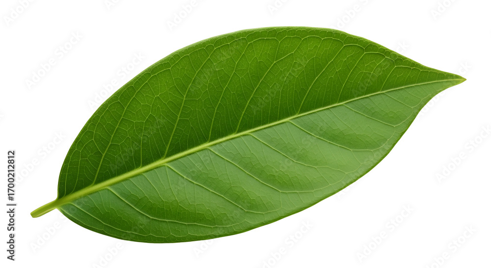 Obraz premium Single green leaf close up for botany illustration isolated PNG with Transparent Background