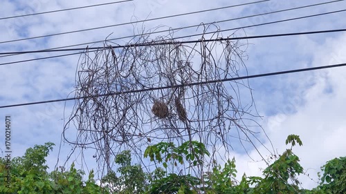 Nidology. The Olive-backed Sunbird, garden sunbird (Cinnyris jugularis) builds a spherical nest in a tangle of liana dry branches and electric wires (there is no difference for bird). Borneo Island