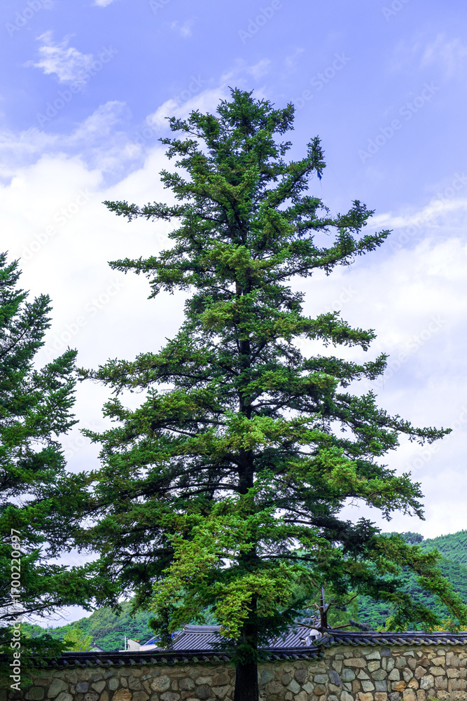 Fototapeta premium The beautiful forest and tree background blue sky.