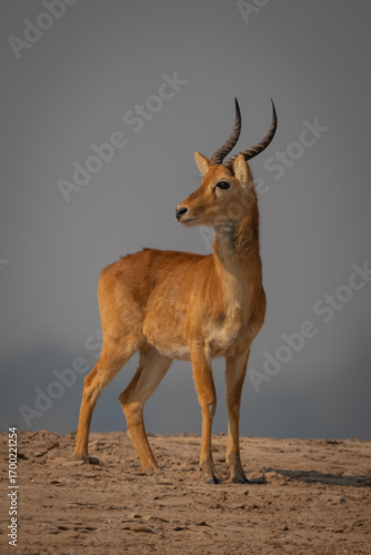 Male puku stands on beach turning head
