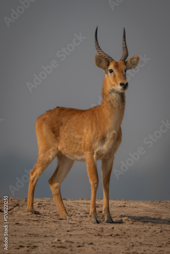 Male puku stands on beach with catchlight