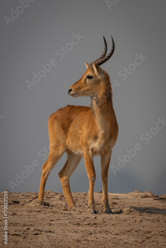 Male puku turns head standing on sand