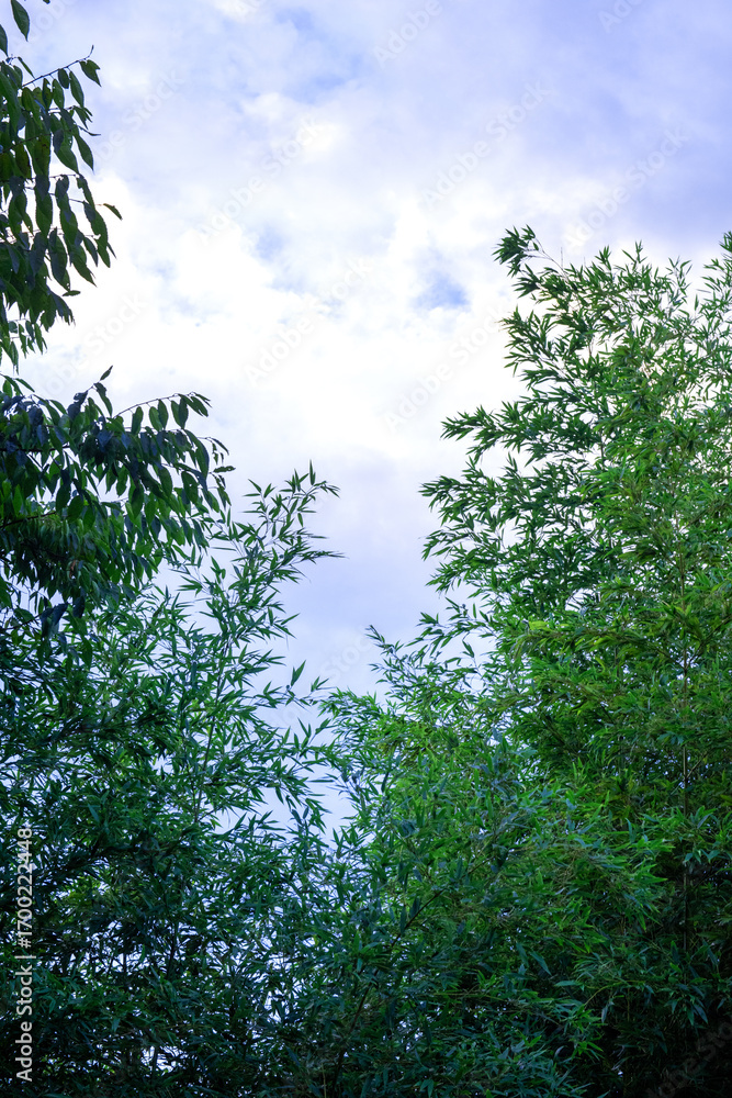 Fototapeta premium The beautiful forest and tree background blue sky.