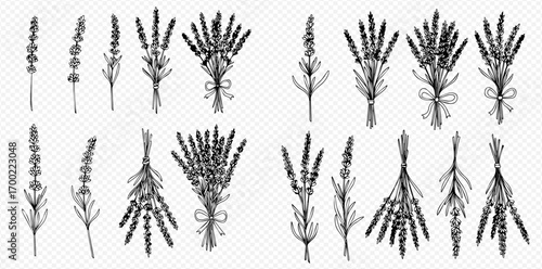 Collection of hand-drawn lavender sprigs and bouquets, various arrangements.