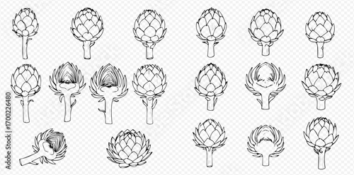 Collection of hand-drawn artichoke illustrations showing various stages and angles.