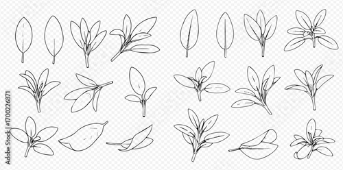 Collection of hand-drawn sage leaves and sprigs in various positions and arrangements.