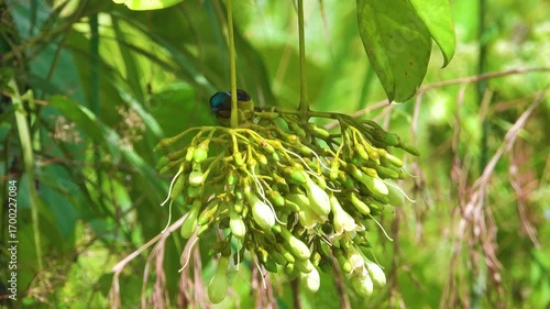 Appetitive behavior, synecology. Garden Sunbird (Cinnyris jugularis) feeds ants on flowers liane Piliostigma malabaricum, rainforest on west coast of Borneo. Insectivore at January, no nectarophages