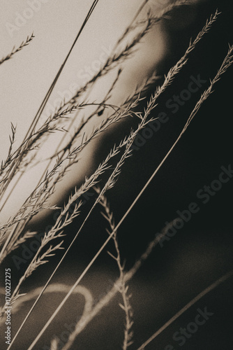Abstract sepia toned nature scene. Close-up of delicate, sepia-toned grass blades, creating an elegant, minimalist composition with soft shadows and textures. Natural tones backdrop, wallpaper.