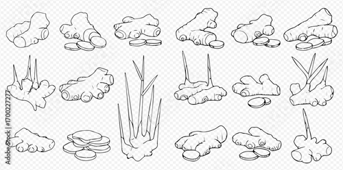 Hand-drawn illustrations of ginger root in various forms, whole, sliced, and with plant.