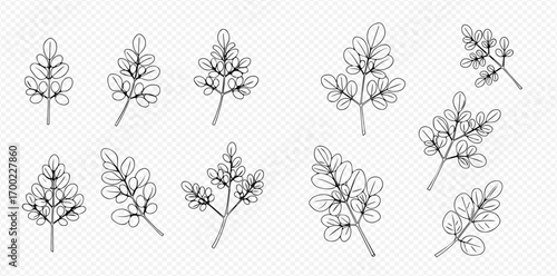 Collection of twelve hand-drawn sprigs with ovate leaves, botanical line art illustrations.