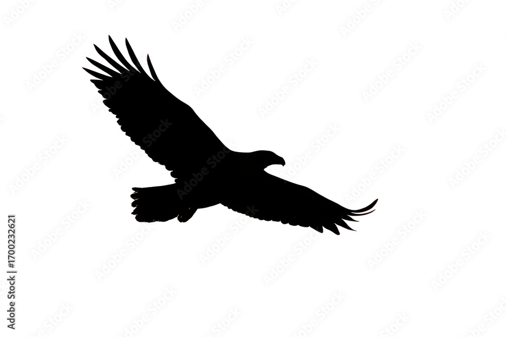 Fototapeta premium Silhouette of an Eagle in Flight isolated PNG with Transparent Background