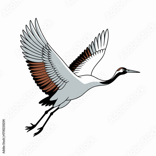 Red Crowned Crane Flying Illustration