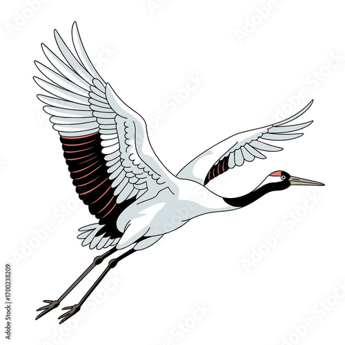 Red Crowned Crane Flying Illustration