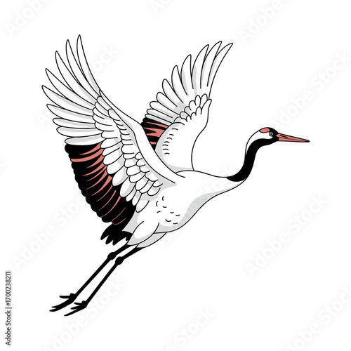 Red Crowned Crane Flying Illustration