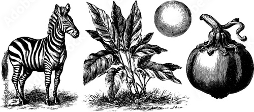 African wilderness: zebra, tropical plants, and fruits in vintage engraving style