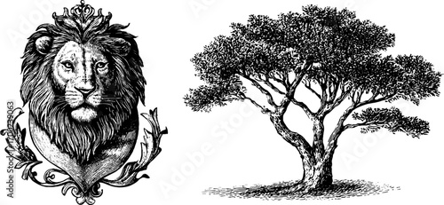 Majestic african lion and baobab tree in vintage engraving style for artistic design