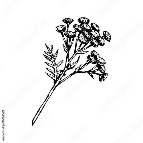 Vector illustration of tansy Tanacetum vulgare branch with flat-topped flower clusters and feathery divided leaves, detailed linework drawing, great for herbal medicine packaging, apothecary prints