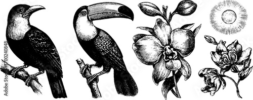 Exotic tropical birds and flowers in vintage engraving style