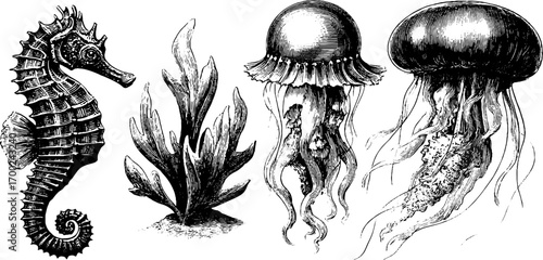 Ocean depths: vintage engravings of marine life for design and decor