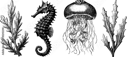 Vintage sea life engraving style illustration of seahorse and jellyfish