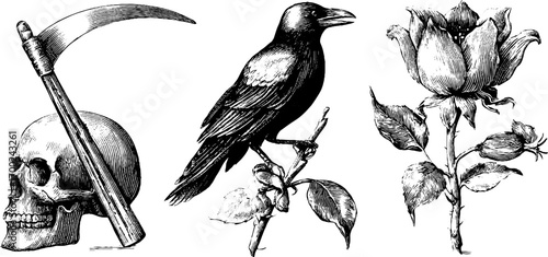 Tarot magic engraving with skull, crow, and rose - vintage illustration for mystical themes