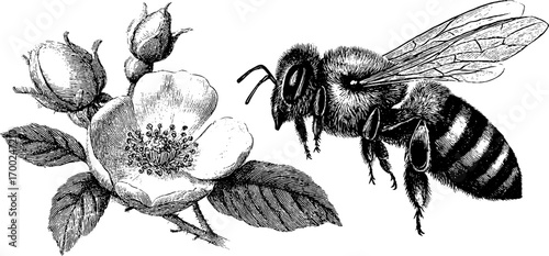 Vintage engraving of bee and flower for botanical design