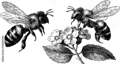 Vintage engraving style illustration of bees on flower blossom
