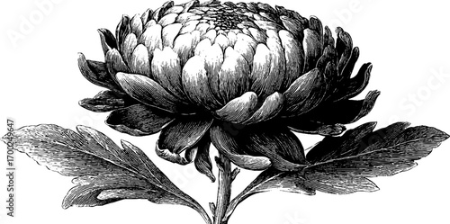 Vintage engraving of chrysanthemum flower sketch for botanical art and design