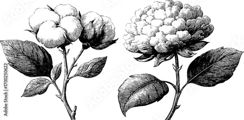 Vintage engraving style illustration of cotton plant for botanical art design