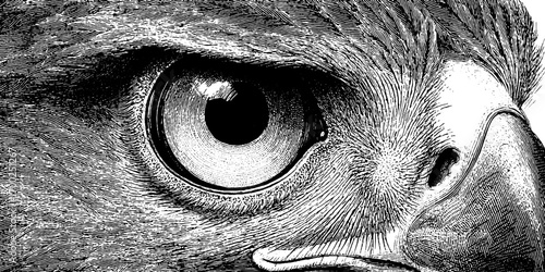 Detailed vintage engraving of an eagle's eye in black and white