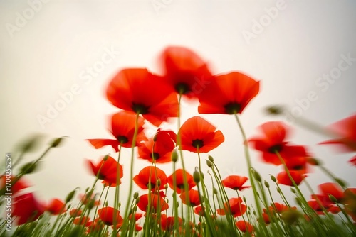 Artistic photo of poppy field with motion effect, showcasing bright red petals in a natural setting.