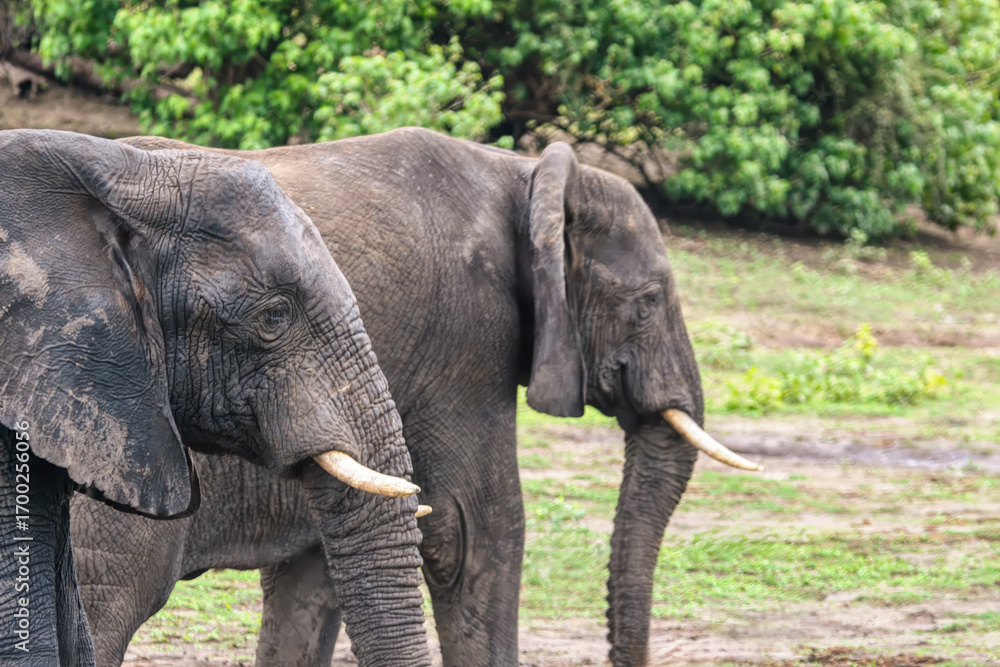 Fototapeta premium two elephants walking in Chobe national park , Okavango delta in Botswana, animal conservation game park