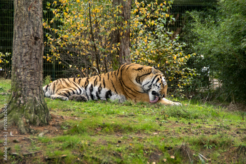 Obraz premium tiger