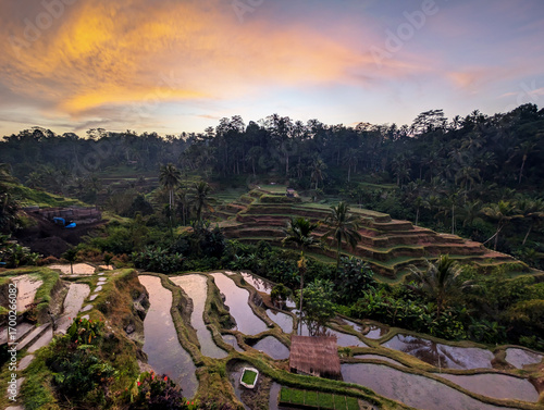 Sunrise at Tegallalang rice terraced Ubud Bali Indonesia