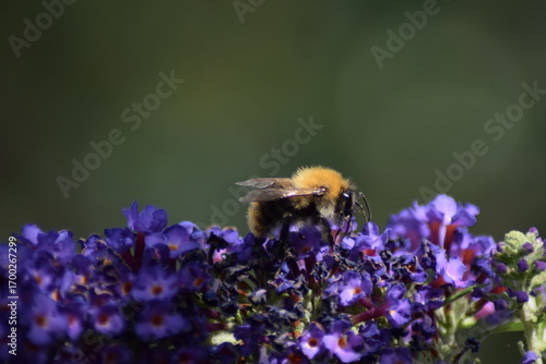 Bee on purple flower in the sun