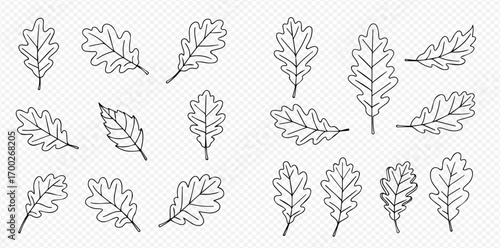 Collection of hand-drawn oak leaves in various positions and sizes.