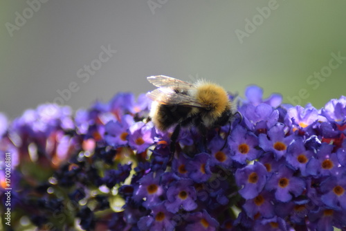 Bee on purple flower in the sun