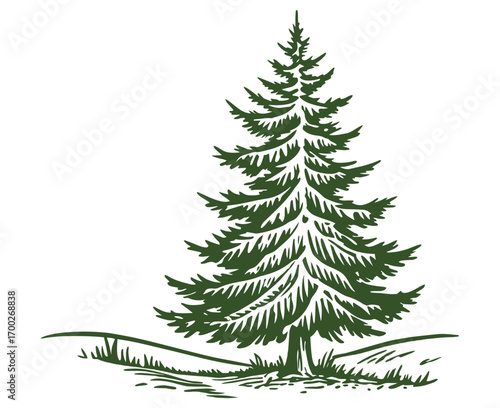 Drawn forest fir tree on white background. Sketch of fir tree. Vector illustration