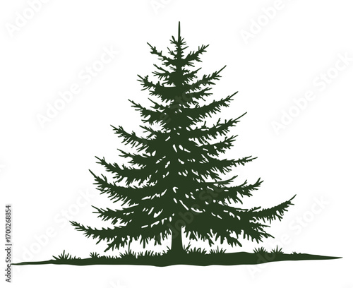 Drawn forest fir tree on white background. Sketch of fir tree. Vector illustration