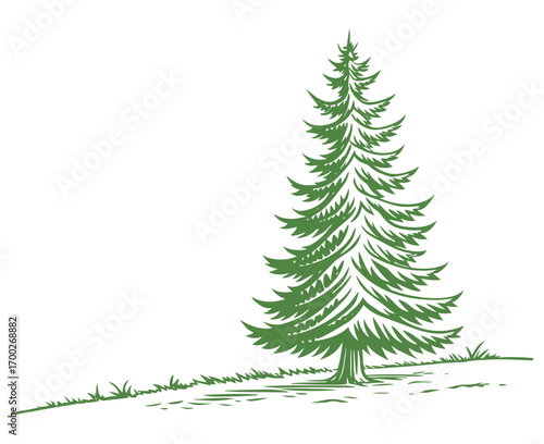 Drawn forest fir tree on white background. Sketch of fir tree. Vector illustration