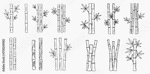 Collection of hand-drawn bamboo illustrations showcasing various growth stages and arrangements.