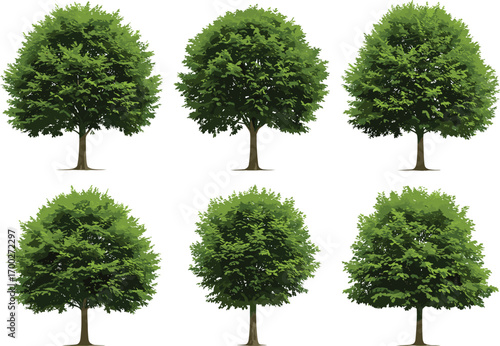 Realistic green deciduous trees with full leafy canopies, detailed botanical vector illustration for landscape design, environmental projects, and nature‑themed artwork