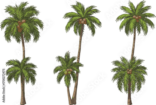 Tropical coconut palm tree illustration with green fronds, curved trunks, coconuts, summer beach vibe, exotic nature vector artwork