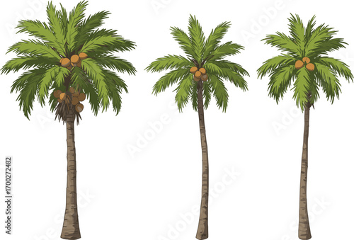 Tropical coconut palm trees with green fronds and coconuts, isolated on white background for botanical, landscape, agriculture, and nature themes