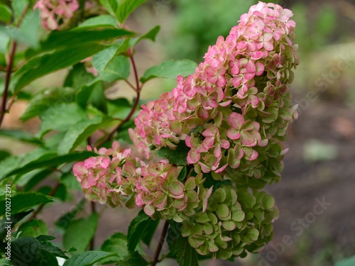 Close-up shot of big pink and green hydrangea flower blooming in the garden