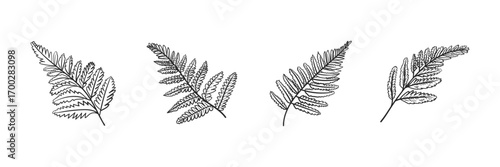 Set of Fern Leaf Line Art Vector Illustrations for Botanical and Decorative Design