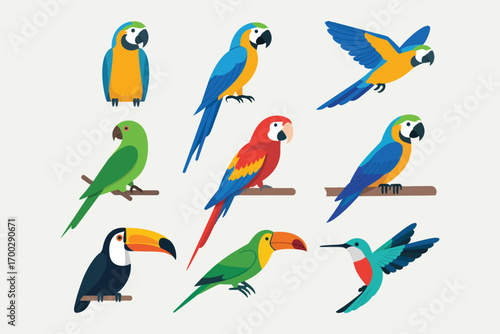 Vibrant collection of illustrated exotic tropical birds, featuring colorful macaws, parrots, toucans, and a hummingbird in a flat vector style
