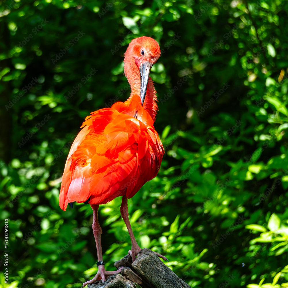 Naklejka premium The Scarlet ibis, Eudocimus ruber is a species of ibis in the bird family Threskiornithidae.