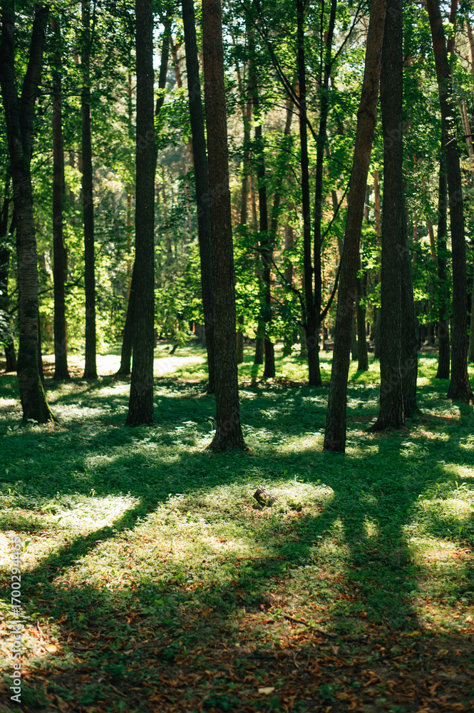 Obraz premium Trees in a sunny park