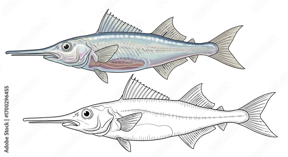 Obraz premium Educational Antarctic Icefish Coloring Page Dual Representation Color and Outline Template